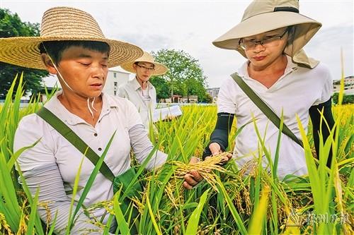 7月上旬,水稻育种组的成员在市农林科学院的水稻试验田里忙着选秩取