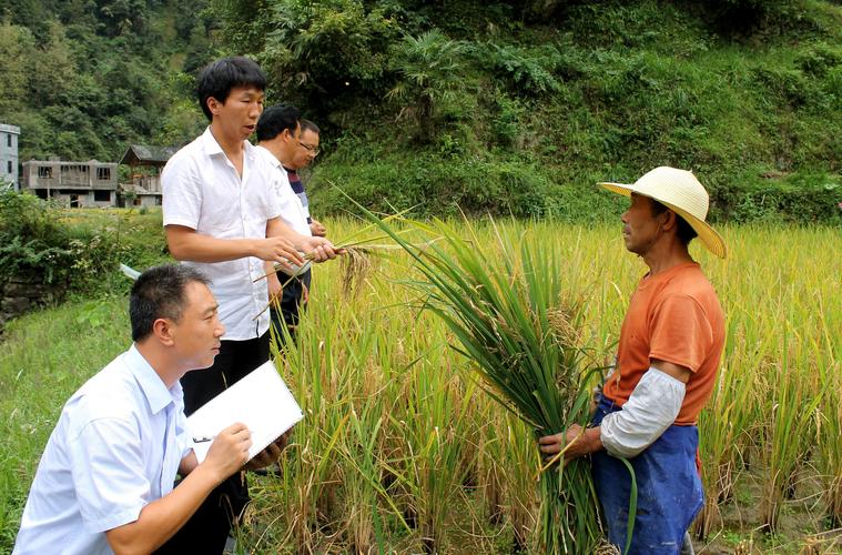 印江:水稻险让农户吃上"定心丸"