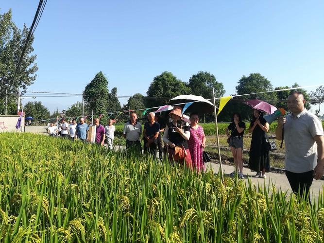 什邡市优质水稻种植协会于2019年08月11日上午9:00,组织会员及部分