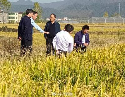 再生稻双季亩产创新高!江西水稻技术创新取得突破
