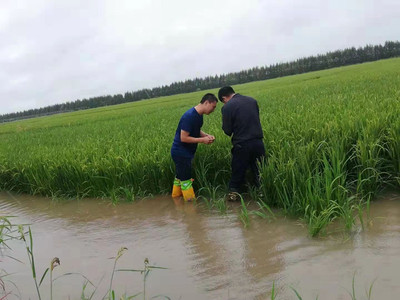 前锋农场多举措保灌浆期水稻健康生长