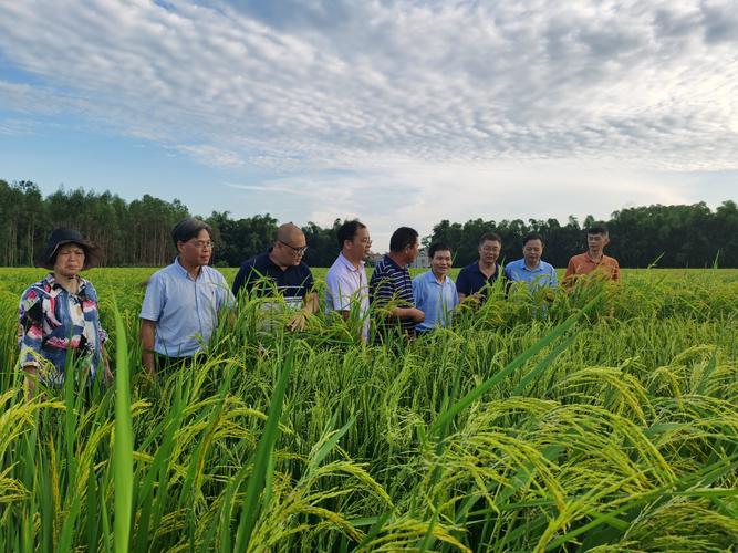 广西种子管理站赴玉林市开展水稻制种基地专项检查