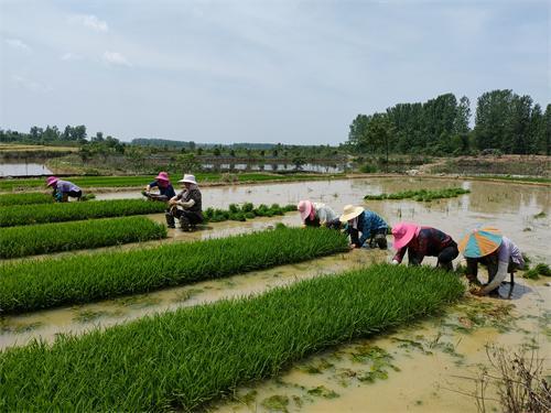 农业机械无法施展,只能采取人工插秧的方式进行水稻种植