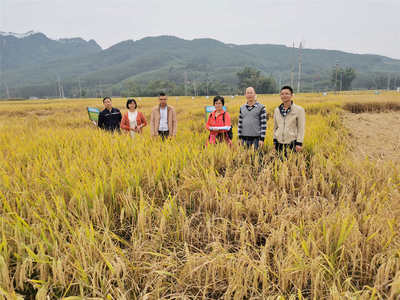 柳州市首届“柳州好稻米”评比结果出炉