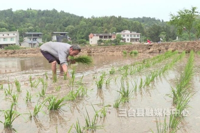 古井镇:加强管水护水 确保水稻满栽满插